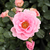 Rose - Rosiers floribunda - Baby Blanket®